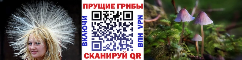 Купить закладки  Печора  Псилоцибиновые грибы Psilocybine cubensis 